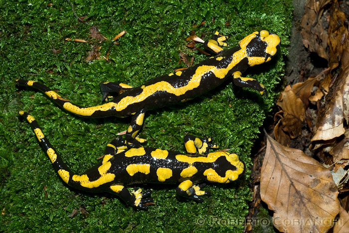 Salamandra pezzata - Salamandra salamandra gigliolii